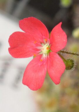 Drosera pulchella (44A) (red)