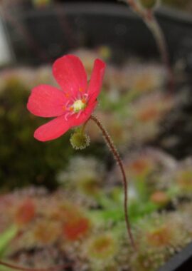 Drosera pulchella (44A) (red)