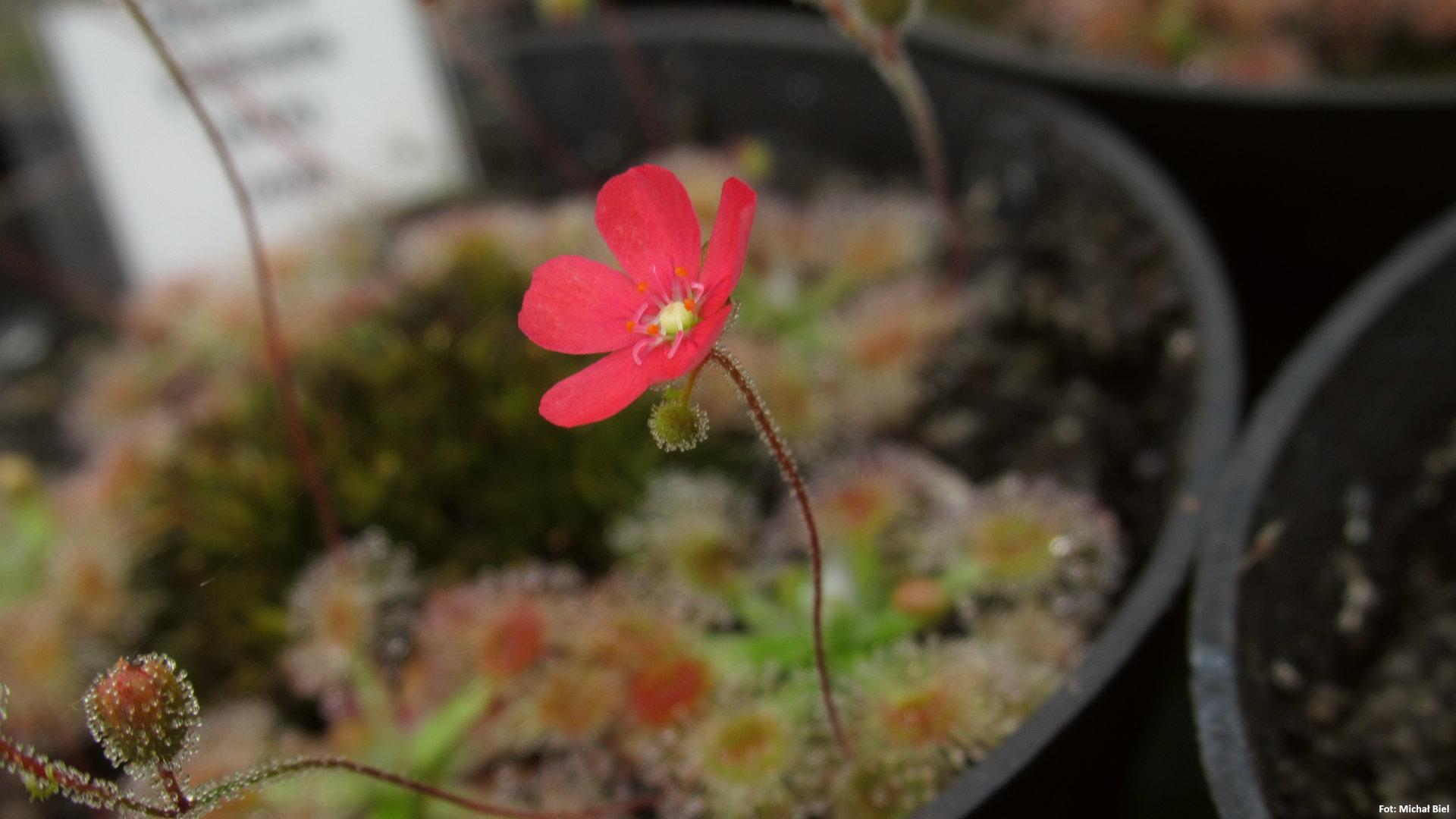 Drosera pulchella (44A) (red)