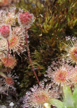 Drosera pulchella (44A) (red)