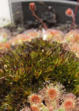 Drosera pulchella (44A) (red)