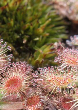 Drosera pulchella (44A) (red)