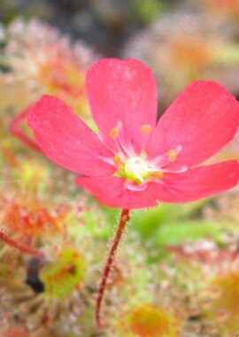 Drosera pulchella (44A) (red)