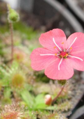 Drosera pulchella (52A)