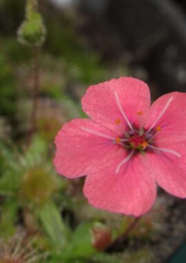 Drosera pulchella (52A)