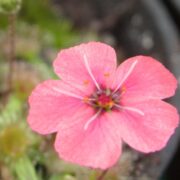 Drosera pulchella (52A)