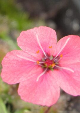 Drosera pulchella (52A)