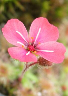 Drosera pulchella (52A)