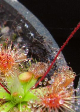 Drosera pulchella (52A)