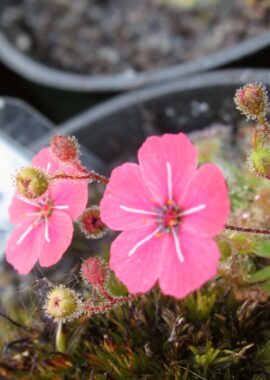 Drosera pulchella (52A)