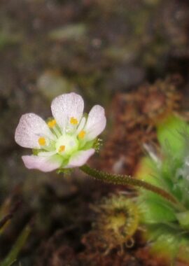 Drosera pulchella (All Green)