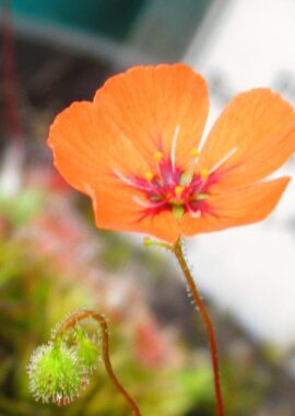 Drosera pulchella {Bakers Junction, WA, AUS}