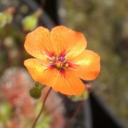 Drosera pulchella {Bakers Junction, WA, AUS}