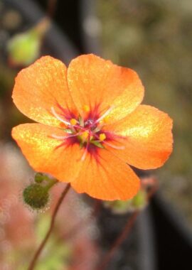 Drosera pulchella {Bakers Junction, WA, AUS}