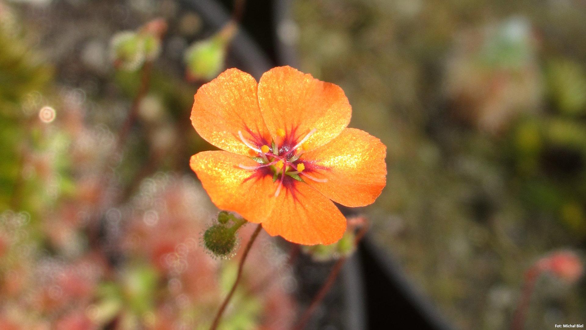 Drosera pulchella {Bakers Junction, WA, AUS}