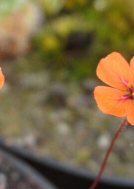 Drosera pulchella {Bakers Junction, WA, AUS}