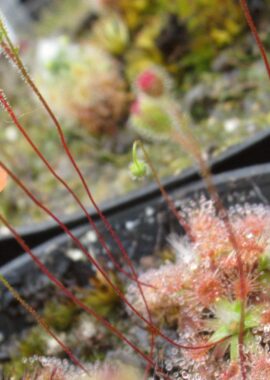 Drosera pulchella {Bakers Junction, WA, AUS}