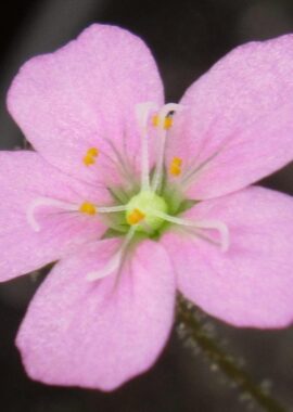 Drosera pulchella {Cape Le Grande}
