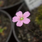 Drosera pulchella {Cape Le Grande}