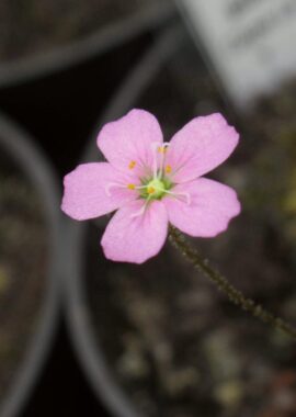 Drosera pulchella {Cape Le Grande}