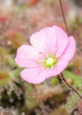Drosera pulchella {Coalmine Beach}