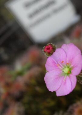 Drosera pulchella {Coalmine Beach}