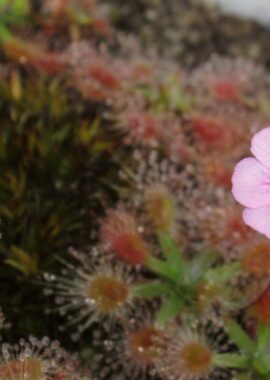 Drosera pulchella {Coalmine Beach}