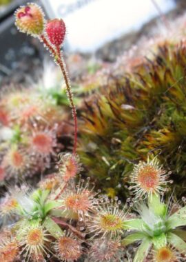 Drosera pulchella {Coalmine Beach}