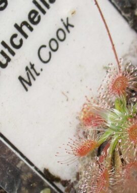 Drosera pulchella {Mt.Cook}
