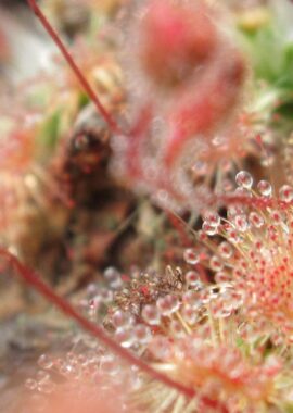 Drosera pulchella {Mt.Cook}