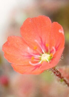 Drosera pulchella {Mt.Cook}