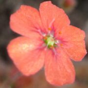 Drosera pulchella {Mt.Cook}