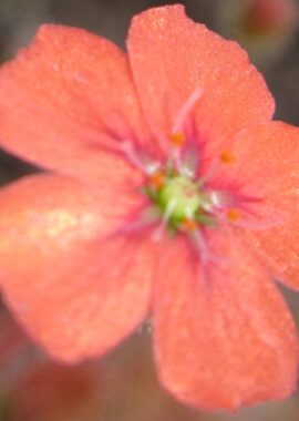Drosera pulchella {Mt.Cook}