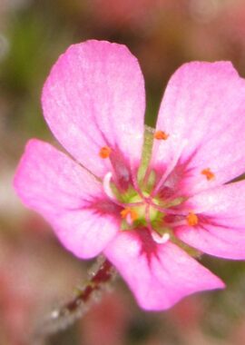 Drosera pulchella (Pink flower)