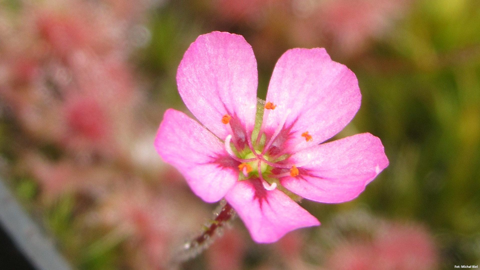 Drosera pulchella (Pink flower)