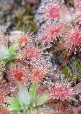 Drosera pulchella (Pink flower)