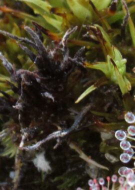 Drosera pulchella {Scott River}