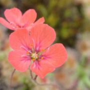 Drosera pulchella {Scott River}
