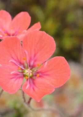 Drosera pulchella {Scott River}