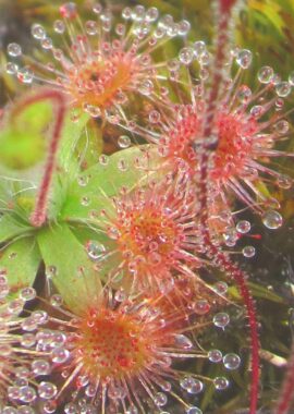 Drosera pulchella {Scott River} (white flower)