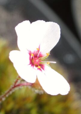 Drosera pulchella {Scott River} (white flower)
