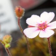 Drosera pulchella {Scott River} (white flower)