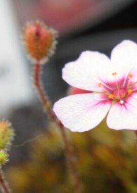 Drosera pulchella {Scott River} (white flower)