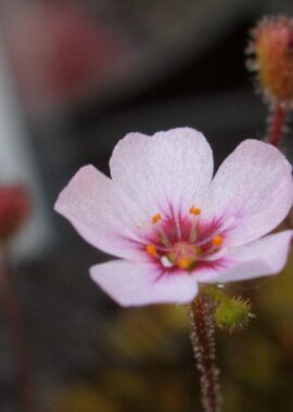 Drosera pulchella {Scott River} (white flower)