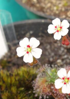 Drosera pulchella x omissa