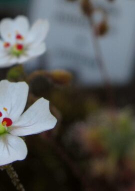 Drosera pulchella x omissa