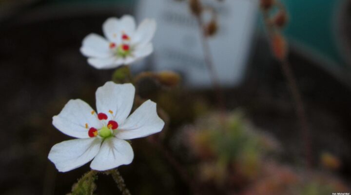 Drosera pulchella x omissa