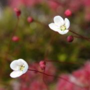 Drosera pygmaea {Cranbrook}