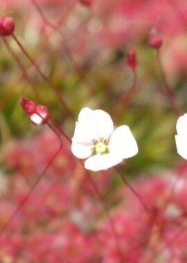 Drosera pygmaea {Cranbrook}