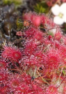 Drosera pygmaea {Cranbrook}